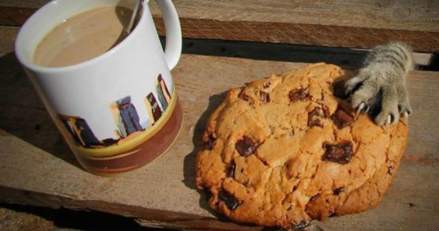  Top  10 animale obraznice, prinse in flagrant de stapanii lor