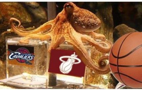 Nemtii vor ridica o statuie in memoria caracatitei Paul