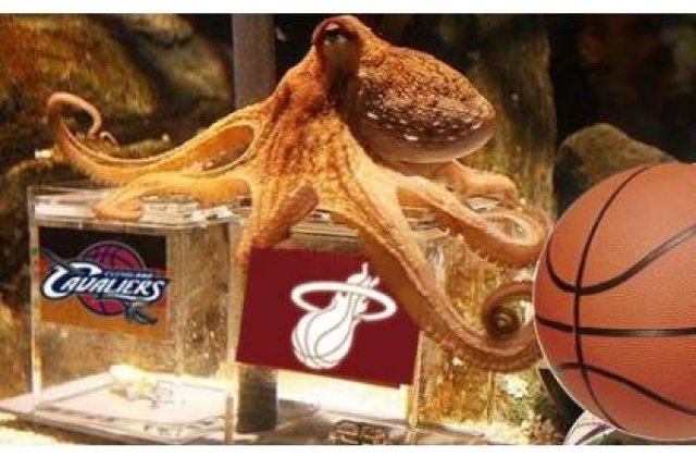 Nemtii vor ridica o statuie in memoria caracatitei Paul