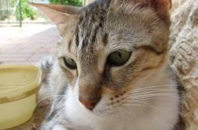 [VIDEO] O pisica, in juriul unui proces din SUA