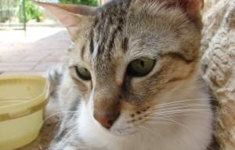  Video  O pisica, in juriul unui proces din SUA