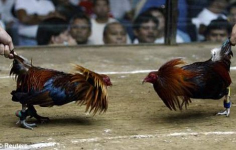 Un cocos de lupte si-a omorat antrenorul