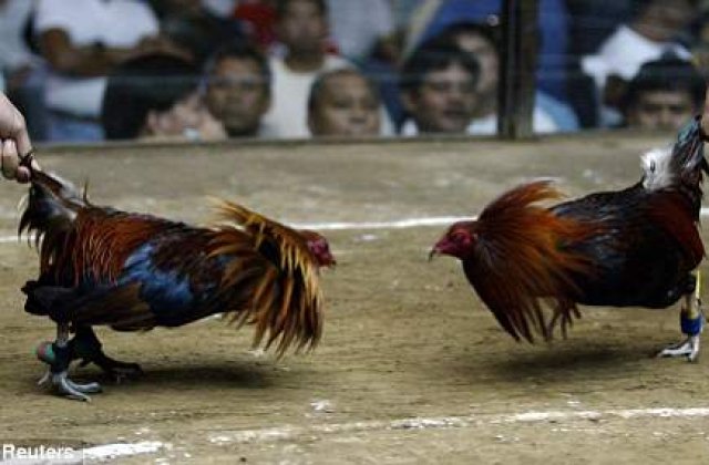 Un cocos de lupte si-a omorat antrenorul