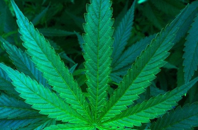 Catalonia aproba consumul de canabis