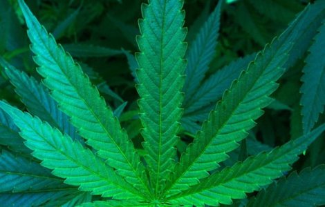 Catalonia aproba consumul de canabis