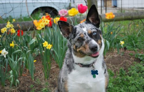 Castrarea cainilor si pisicilor care nu sunt de rasa va fi facuta gratuit din bugetul Primariei Capitalei