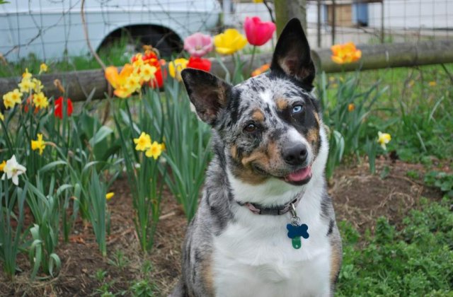 Castrarea cainilor si pisicilor care nu sunt de rasa va fi facuta gratuit din bugetul Primariei Capitalei