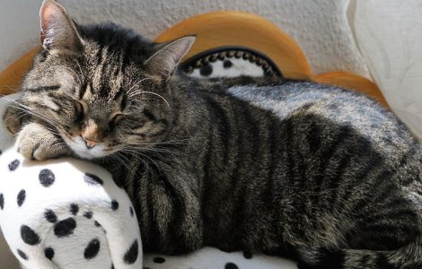  Top  Top 10 animale simpatice care NU au chef de joaca