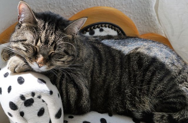 Top 10 animale simpatice care NU au chef de joaca