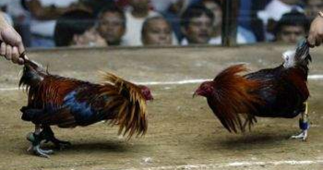  Top  TOP 5: Razbunarea animalelor