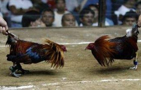  Top  TOP 5: Razbunarea animalelor