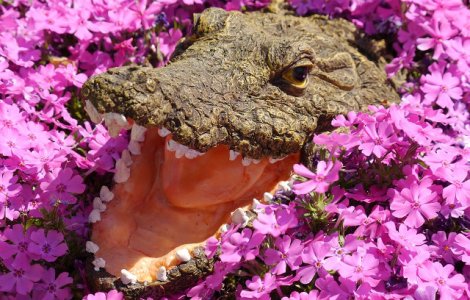  Video  Un primar din Mexic s-a casatorit cu un crocodil