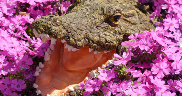  Video  Un primar din Mexic s-a casatorit cu un crocodil