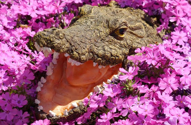 [Video] Un primar din Mexic s-a casatorit cu un crocodil