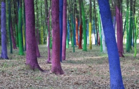 Gorj: Sute de copaci vopsiti pentru a atrage atentia asupra defrisarilor ilegale