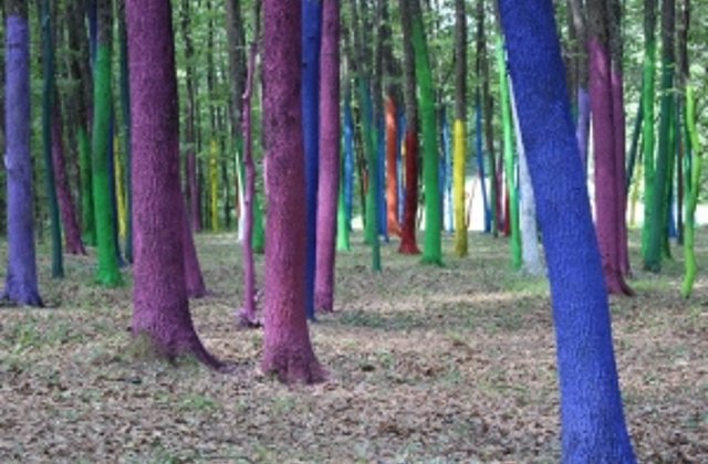 Gorj: Sute de copaci vopsiti pentru a atrage atentia asupra defrisarilor ilegale
