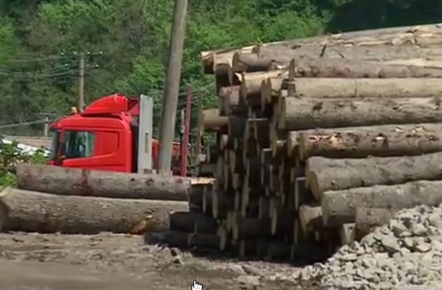 Bacau: Hoti de lemne sub comanda primarului
