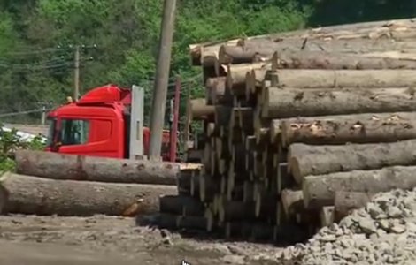 Bacau: Hoti de lemne sub comanda primarului