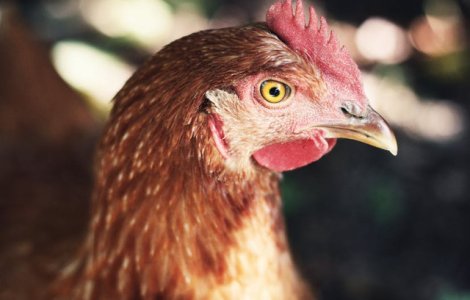 Mii de gaini au blocat o autostrada aglomerata din Austria