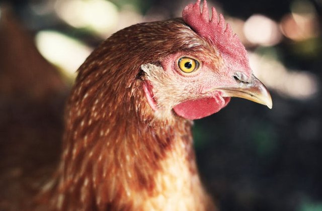 Mii de gaini au blocat o autostrada aglomerata din Austria