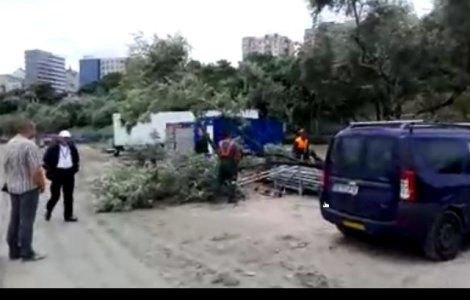 Copaci taiati pe plaja Modern din Constanta