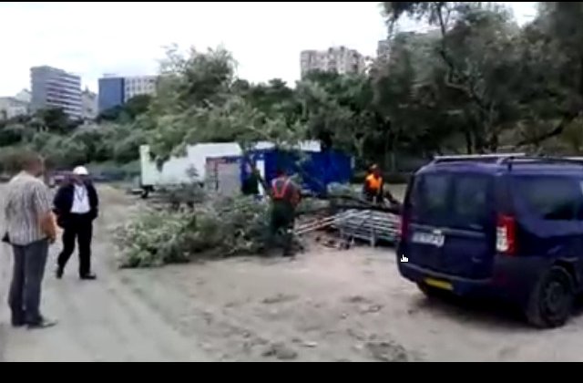 Copaci taiati pe plaja Modern din Constanta