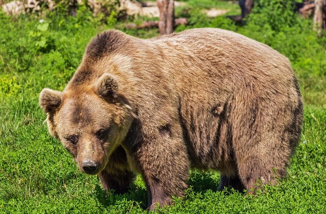 Ministrul Mediului, in urma protestului privind ursii: Va exista o cota de inteventie de 350 pentru carnivorele mari