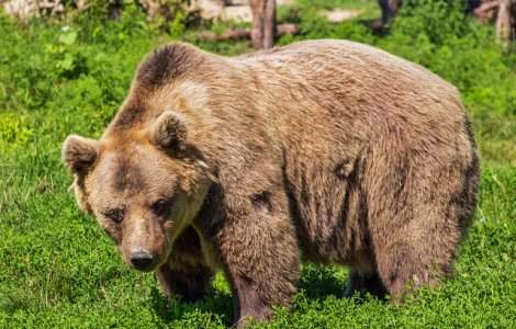 Ministrul Mediului, in urma protestului privind ursii: Va exista o cota de inteventie de 350 pentru carnivorele mari