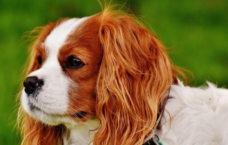  Top  Top 10 cele mai scumpe rase de caini din lume