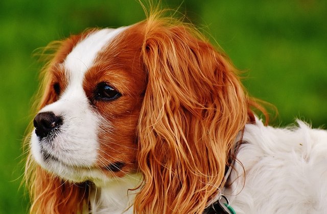 Top 10 cele mai scumpe rase de caini din lume