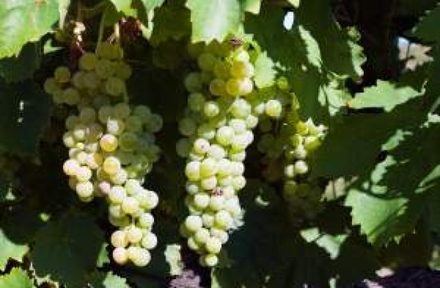 Mugur Isarescu a fost jefuit