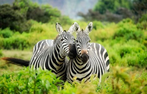 Top 5 lucruri interesante pe care nu le stiai despre zebre