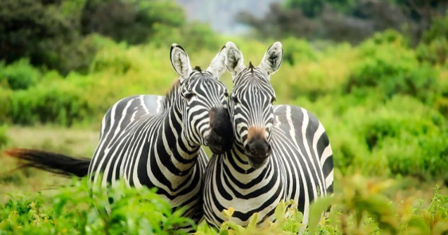 Top 5 lucruri interesante pe care nu le stiai despre zebre