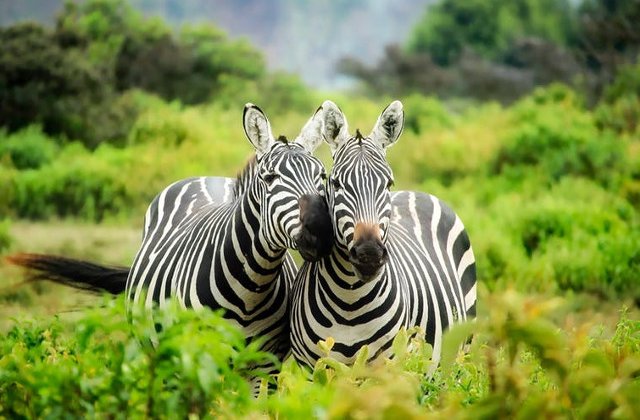 Top 5 lucruri interesante pe care nu le stiai despre zebre