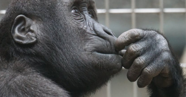 6 curiozitati despre cimpanzei. Stiai ca isi pot recunoaste imaginea in oglinda?