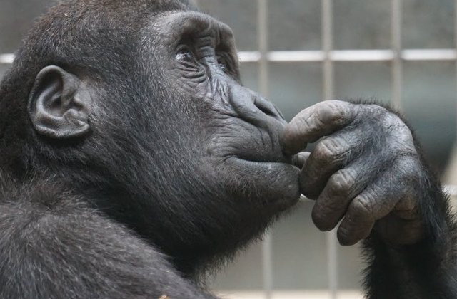 6 curiozitati despre cimpanzei. Stiai ca isi pot recunoaste imaginea in oglinda?