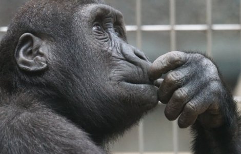 6 curiozitati despre cimpanzei. Stiai ca isi pot recunoaste imaginea in oglinda?