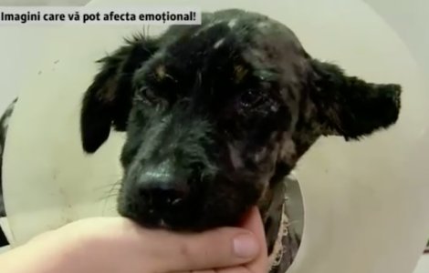 Catel de 3 luni, salvat de ISU dupa ce a fost aruncat intr-un cazan cu gudron / VIDEO