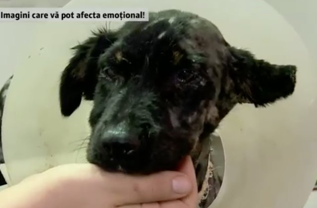 Catel de 3 luni, salvat de ISU dupa ce a fost aruncat intr-un cazan cu gudron / VIDEO