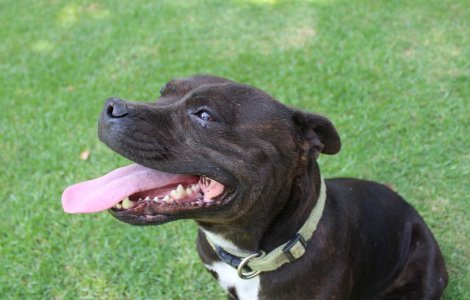  Foto  Povestea cainelui lasat sa moara de foame, pentru ca stapanul sau era stresat la serviciu