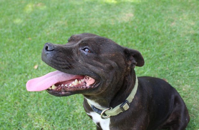 [Foto] Povestea cainelui lasat sa moara de foame, pentru ca stapanul sau era stresat la serviciu