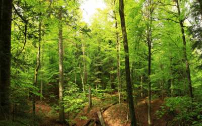 Peste 24.000 de hectare de...