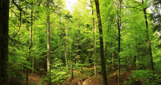 Peste 24.000 de hectare de paduri de fag, in patrimoniul mondial natural al UNESCO