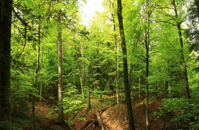 Peste 24.000 de hectare de paduri de fag, in patrimoniul mondial natural al UNESCO