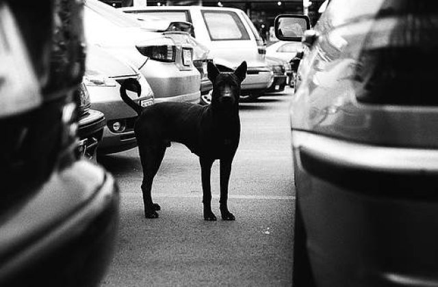 [VIDEO] Bucuresti: Femeie in stare critica dupa ce a fost muscata de caini