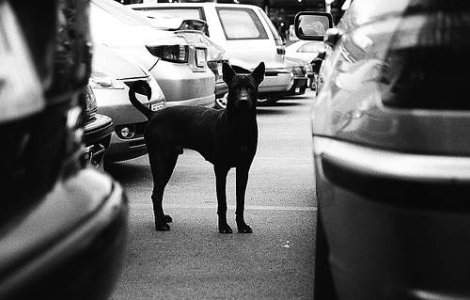  Video  Bucuresti: Femeie in stare critica dupa ce a fost muscata de caini