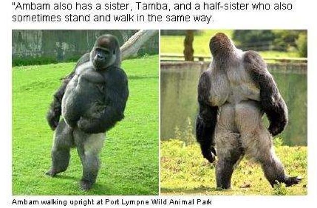 [VIDEO] Gorila care merge ca un om