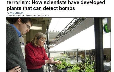 Cea mai nou arma anti-terorism: Plantele care "miros" bombele