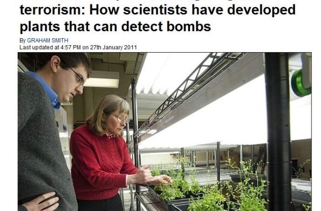 Cea mai nou arma anti-terorism: Plantele care "miros" bombele
