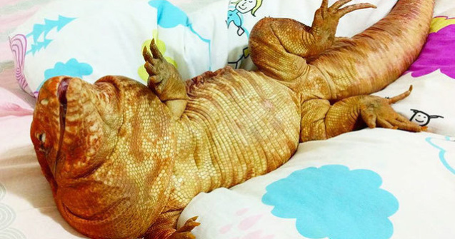 MacGyver, soparla de talia unui caine care face furori pe Instagram